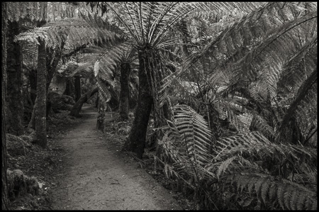 Bild: Palmfarne