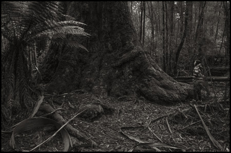 Bild: Eukalyptus